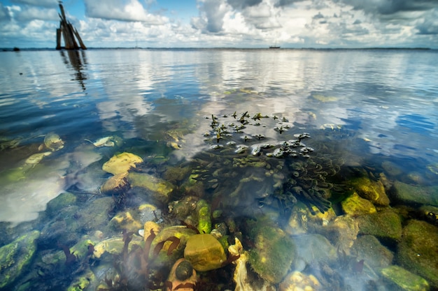 L’impatto del cambiamento climatico sull’ecosistema del Mare di Wadden