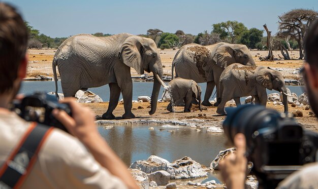 Zimbabwe e Namibia: centinaia di elefanti a rischio abbattimento per carenza di cibo e acqua