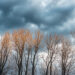 Eerie Sky Through Bare Trees - Meteo inverno, il vortice polare si avvicina: Europa in allerta per il “grande gelo