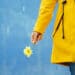 Cropped detail view of unrecognizable woman holding a marguerite flower. Horizontal view of person in yellow raincoat with daisy flowers isolated on blue background. Conceptual backgrounds. - Meteo Italia: perché il freddo è ancora lontano, ecco le spiegazioni