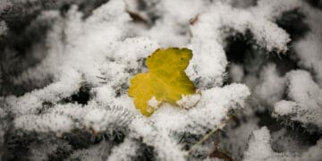 yellow leaf on the snow-covered branches of spruce - DIRETTA METEO, News Meteo, Previsioni Meteo, Viaggi