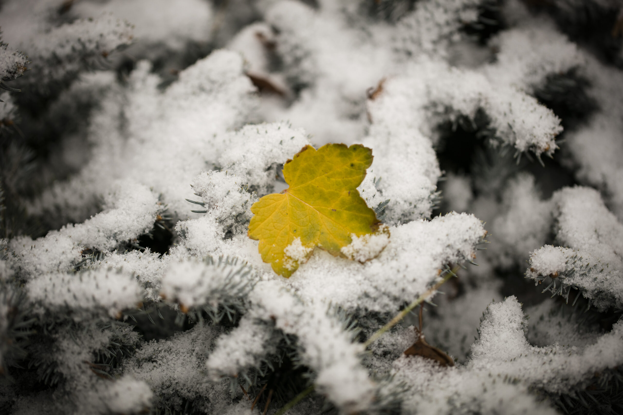 C’è molta neve ma solo in alta quota, colpa del meteo di ottobre