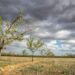 alberi-uno-accanto-all-altro-su-un-campo-durante-il-giorno_181624-11202-2 - Ciclone nordafricano porterà forti piogge su Sicilia e Calabria con accumuli superiori ai 100 mm