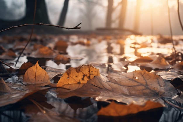 foglie un parco cittadino all alba foglie d autunno immagine di sfondo bellissima fotografia di paesaggio 1020697 635086 - L’autunno ha un clima estremo? La colpa è dell’estate!