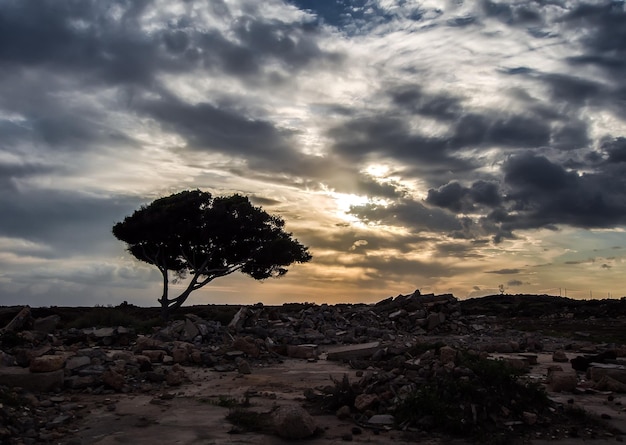 gli alberi sul campo contro il cielo al tramonto 1048944 18627288 1 - La siccità in Sicilia finirà? Alluvioni e clima estremo basteranno?