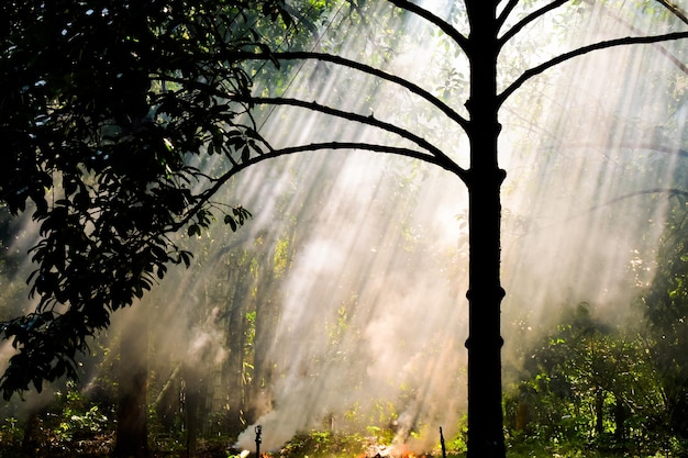 la luce del sole che attraversa gli alberi della foresta 1048944 28961571 1 - Meteo: Ognissanti piovoso, inizio di novembre da incubo