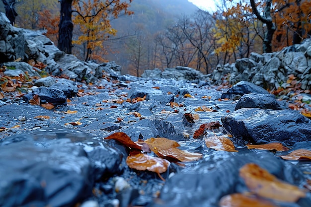 rotta panoramica tra la foresta 32k uhd 1133468 15916 - Meteo: dall’alluvione al freddo polare, l’autunno si scatena