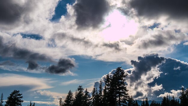 veduta bassa angolazione degli alberi sul cielo nuvoloso 1048944 21485099 - Meteo, l’Alaska si prepara a 67 giorni senza sole