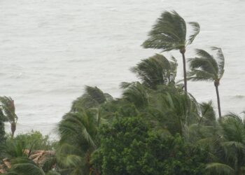 Pabuk typhoon, ocean sea shore, Thailand. Natural disaster, eyewall hurricane. Strong extreme cyclone wind sways palm trees. Tropical flooding rain season, heavy tropical storm weather, thunderstorm - Periodo difficile per gli appassionati di meteo, gelo e neve