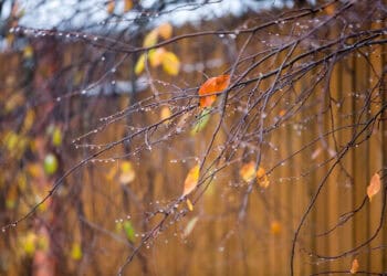 Branches of Bushes and Trees with Yellow and Orange Leaves in Ra - Inverno sorprendente? Esaminiamo alcuni dettagli meteorologici interessanti