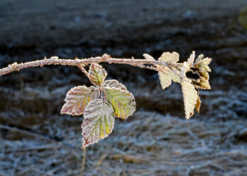 december morning frost on a blackberry bush leaves - Meteo: anche l’Immacolata lascia spazio al maltempo!