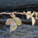 december morning frost on a blackberry bush leaves - Meteo: l’inverno imperversa, l’Immacolata non è più protetta