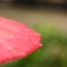 selective focus of red umbrella and bluy background - Meteo: dopo il freddo, la nebbia ritorna su queste regioni