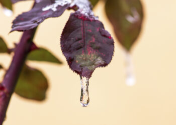 frozen drop of water on a leaf of a rose - Previsioni meteo del weekend: ci aspetta un cambiamento radicale