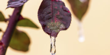 frozen drop of water on a leaf of a rose - DIRETTA METEO, News Meteo, Previsioni Meteo, Viaggi