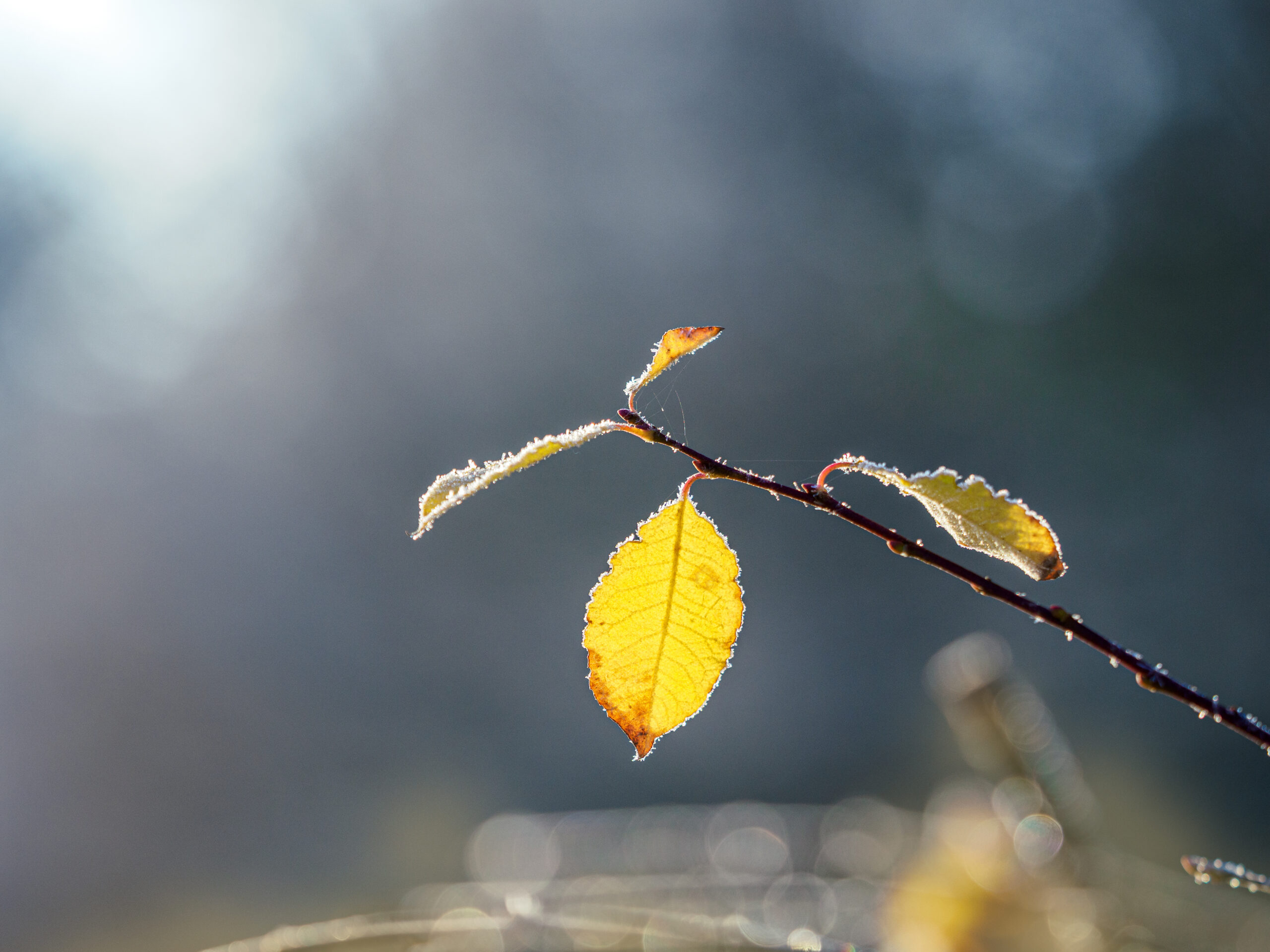 intenso-freddo-entro-fine-novembre:-piu-che-una-semplice-ipotesi-meteo