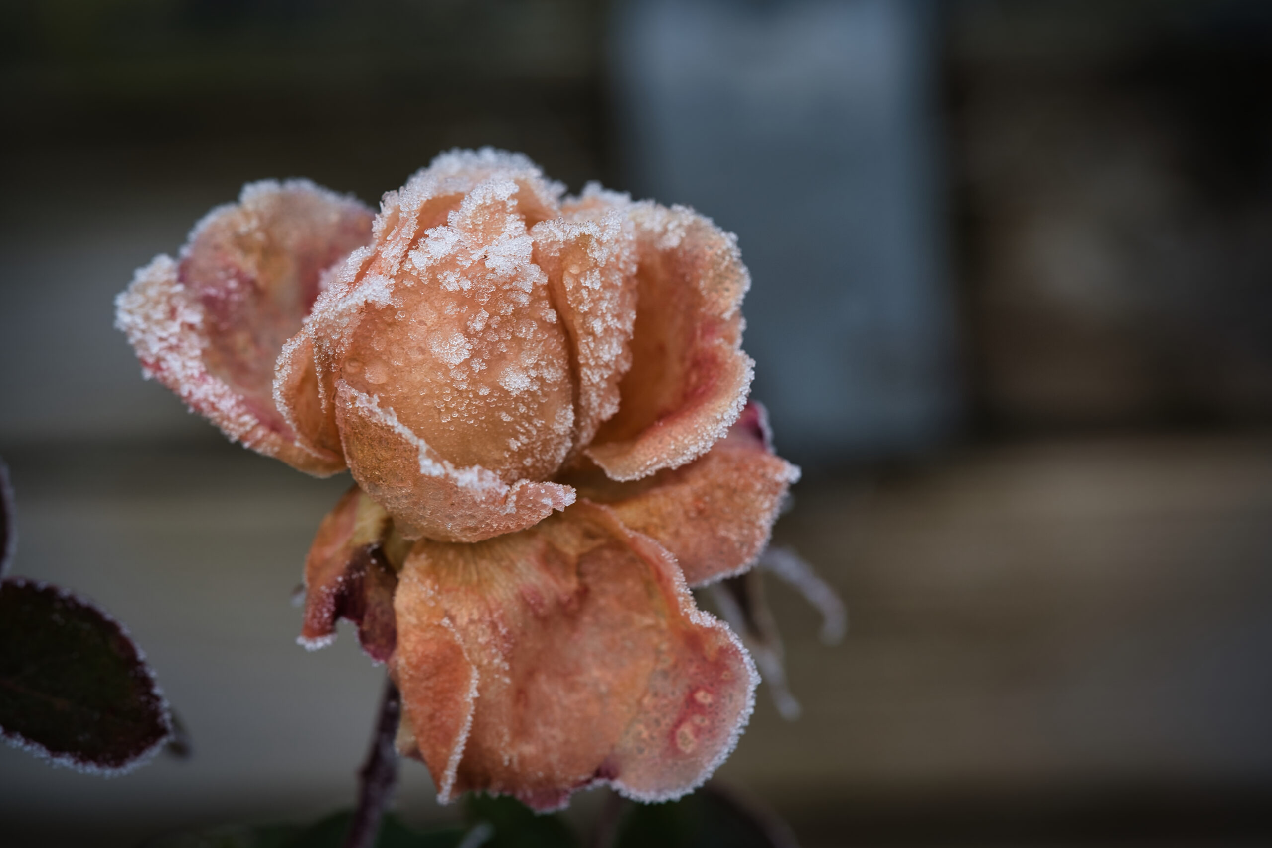 Meteo: dal freddo di inizio dicembre al gelo dell’Immacolata?