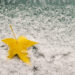 Car window with snow covered and autumn maple leaf - Meteo: oscillazioni termiche e un finale di novembre sorprendente?