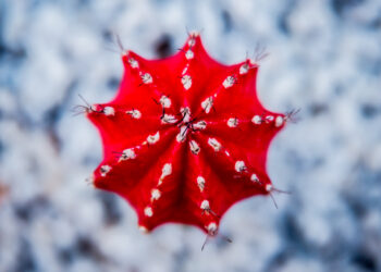 Beautiful macro shots of prickly cactus. Background and textures - Tendenza meteo: alta pressione nel weekend del 23-24 novembre?