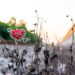 Red heart on the hay beside the train - Meteo: arriva il freddo, la neve e la pioggia, ma