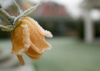 22835245 - Mille domande sul meteo invernale, tante risposte da dare