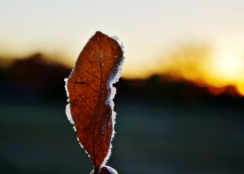 24483361 - Addio autunno, ora arriva l’inverno: le date meteorologiche