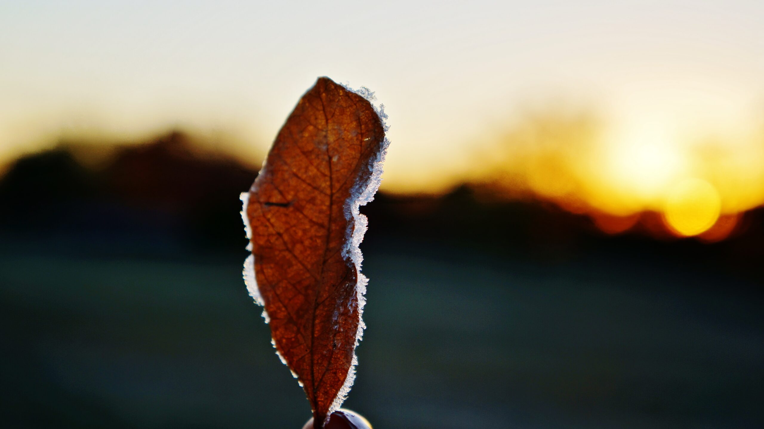 Meteo: da freddo a caldo, fine novembre senza senso?