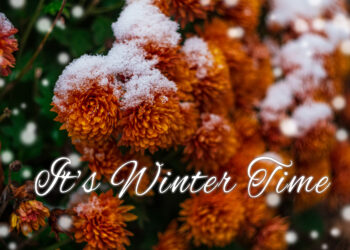 Blooming purple chrysanthemum flowers with fresh white snow. Frozen flowers with frost in the garden. Wintry wallpaper. - Meteo inverno. Parola chiave: vortice polare