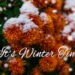 Blooming purple chrysanthemum flowers with fresh white snow. Frozen flowers with frost in the garden. Wintry wallpaper. - Previsioni meteo: debole perturbazione su alcune regioni italiane