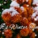 Blooming purple chrysanthemum flowers with fresh white snow. Frozen flowers with frost in the garden. Wintry wallpaper. - Meteo: grandi cambiamenti dopo l'anticiclone, ecco la data