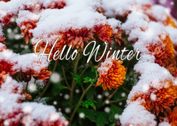 Blooming purple chrysanthemum flowers with fresh white snow. Frozen flowers with frost in the garden. Wintry wallpaper. - Meteo: l’alta pressione sta per andarsene, che cambiamento!