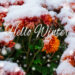 Blooming purple chrysanthemum flowers with fresh white snow. Frozen flowers with frost in the garden. Wintry wallpaper. - Meteo Italia weekend: ultime piogge, poi breve ritorno dell’alta pressione!