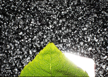 Macro shot of a flower petal with splashes and drops of water. T - Meteo: dicembre inizia con il freddo, Natale al mare