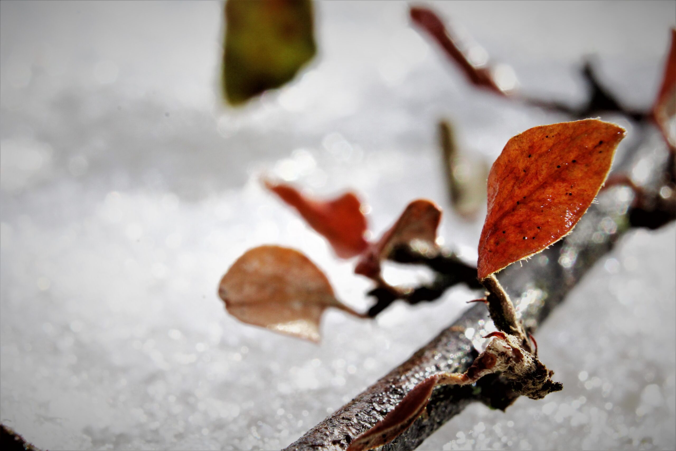 Meteo, dicembre inizia gelido: l’inverno bussa fortemente alla porta