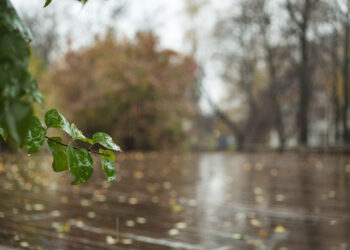 Trees with yellowed leaves on the background of a cloudy sky and - Meteo: temperature sopra la media, ma non per tutti