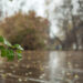 Trees with yellowed leaves on the background of a cloudy sky and - Meteo. Inizio di dicembre non promettente, i motivi