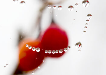 The spider web with dew drops. Abstract background - Ecco la pioggia su queste regioni, mezza Italia sotto le nubi