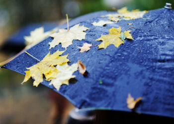 yellow autumn leaves on a black umbrella - Colpo artico per tutti, ma quanto durerà? Scopri la previsione meteo