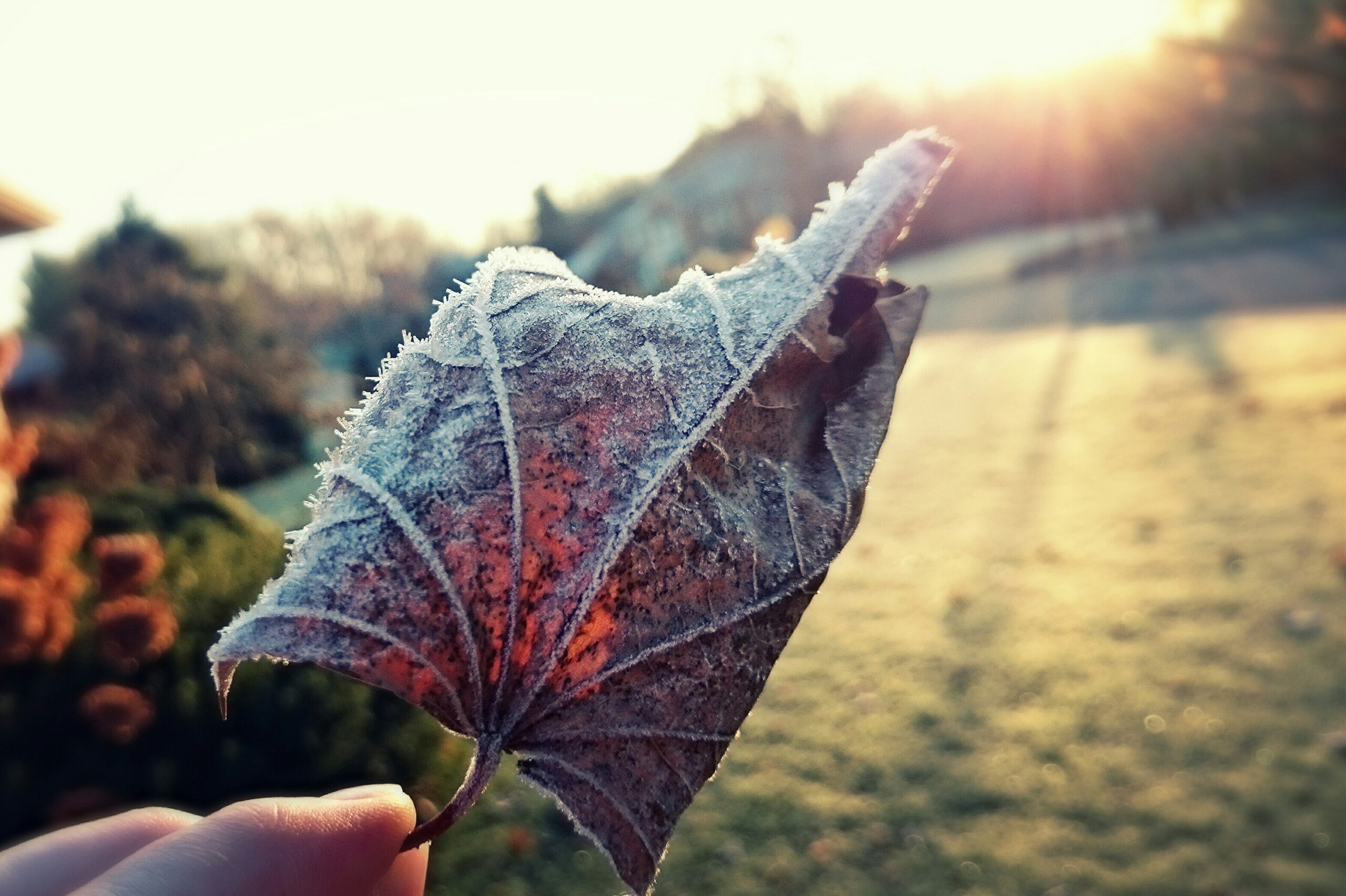 Ritorna il bel tempo, ma attenzione alle gelate: meteo del weekend