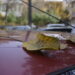 Fallen yellow leaves on the windshield and on the hood of a parked red car. - Cop29 di Baku: un successo parziale con l’accordo raggiunto