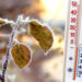 The thermometer near the frost-covered branch with leaves shows - Meteo: ancora piogge e clima mite, poi tutto cambia