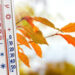 The thermometer near the branch with autumn leaves shows 15 degr - Periodo difficile per gli appassionati di meteo, gelo e neve