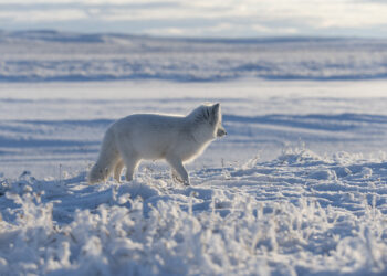 Wild arctic fox (Vulpes Lagopus) in tundra in winter time. Whit - Il freddo meteo del 2012 potrebbe colpire l’Italia