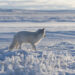 Wild arctic fox (Vulpes Lagopus) in tundra in winter time. Whit - Il freddo meteo del 2012 potrebbe colpire l’Italia