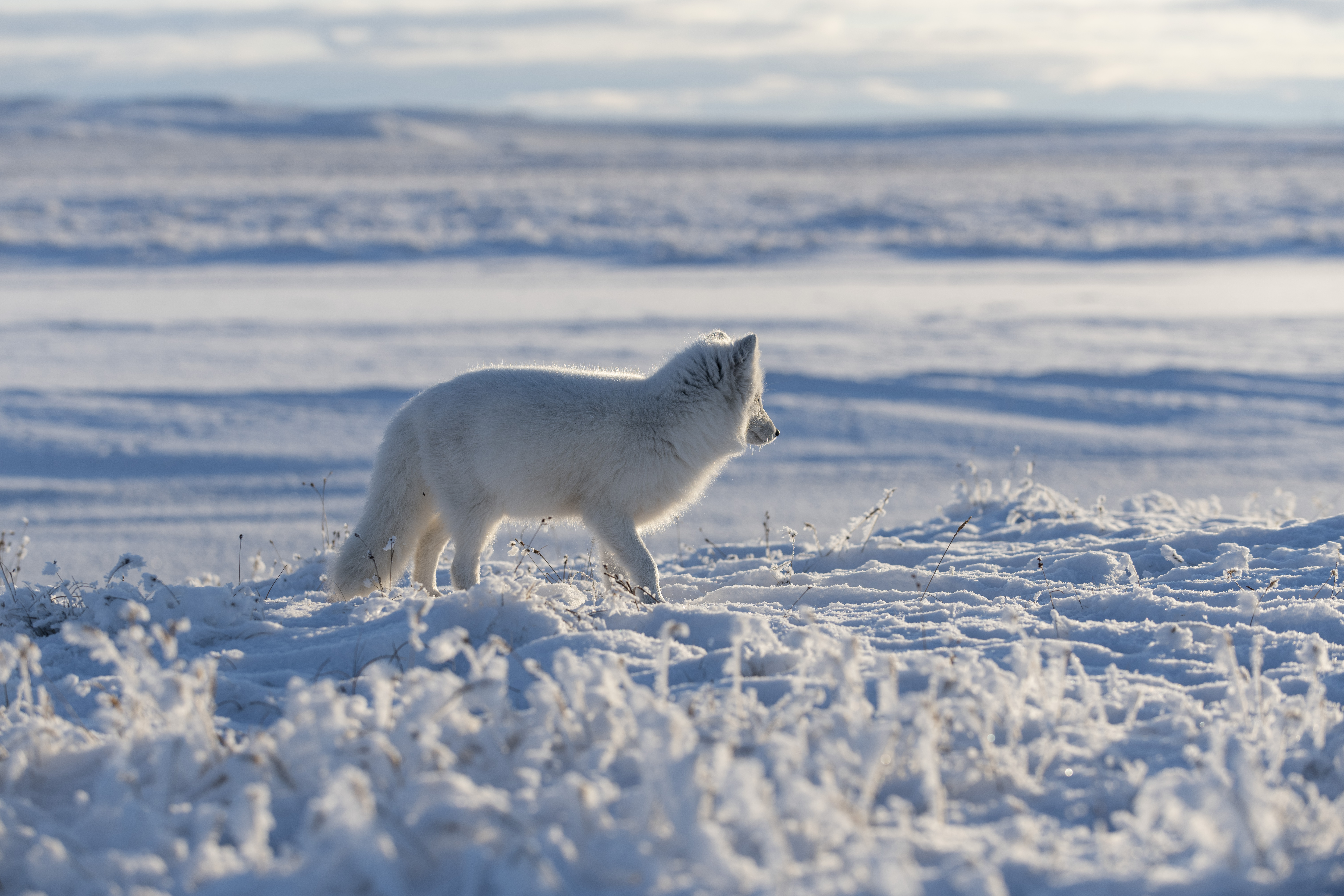 5887 - Meteo: un lobo del Polo Nord arriva in Europa, coinvolge anche l’Italia