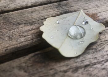 Autumn leave with drop on wooden table - Il caffè robusta potrebbe salvaguardare la nostra tazza di caffè mattutina dai cambiamenti climatici