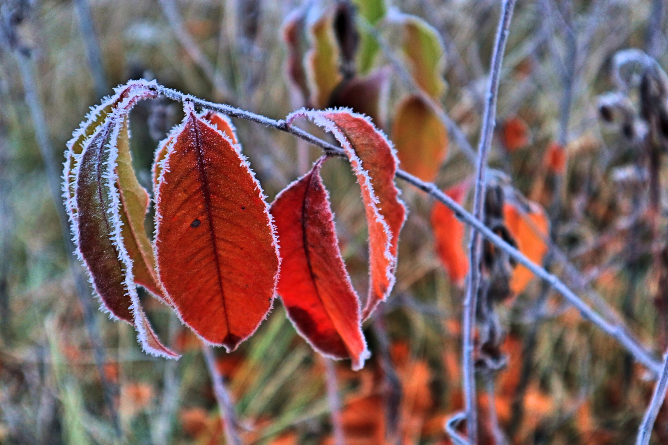 meteo:-freddo-polare-vero,-ma-novembre-finira-peggio