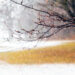 Raindrops on a bare branch in the spring during the melting snow - Meteo weekend: vortice in azione con freddo, vento e neve