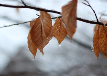 9392899-1 - Meteo: Dicembre inizia con più sole, ma non è affidabile