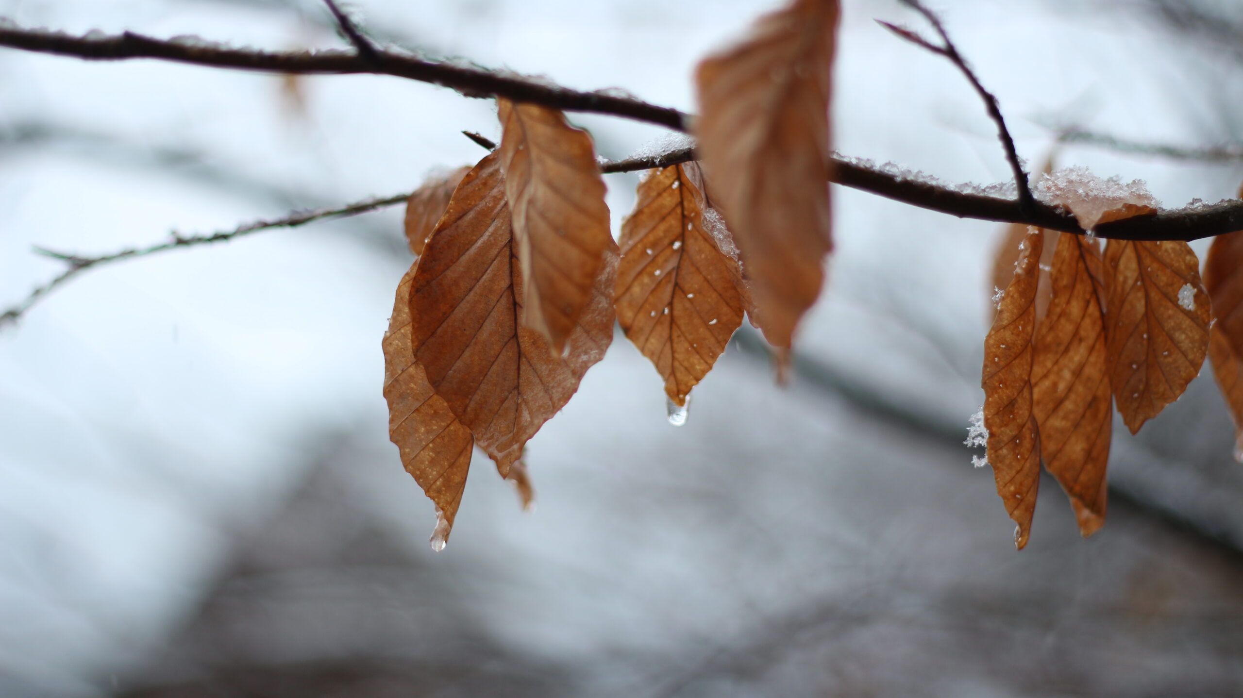 Meteo: temperature tra autunno e inverno